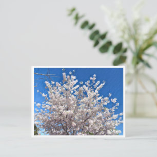 Yoshino Cherry Postcard