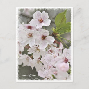 Yoshino Cherry Postcard