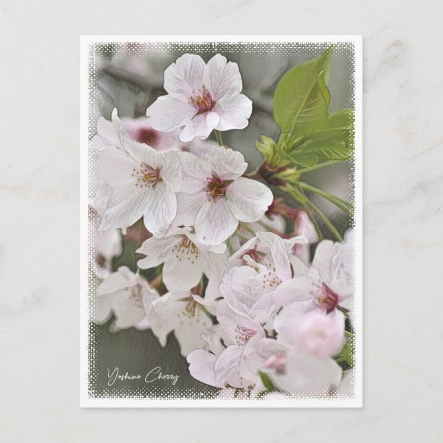 Yoshino Cherry Postcard (Front)