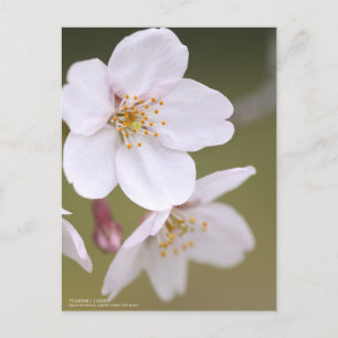 Yoshino Cherry:Postcard Postcard