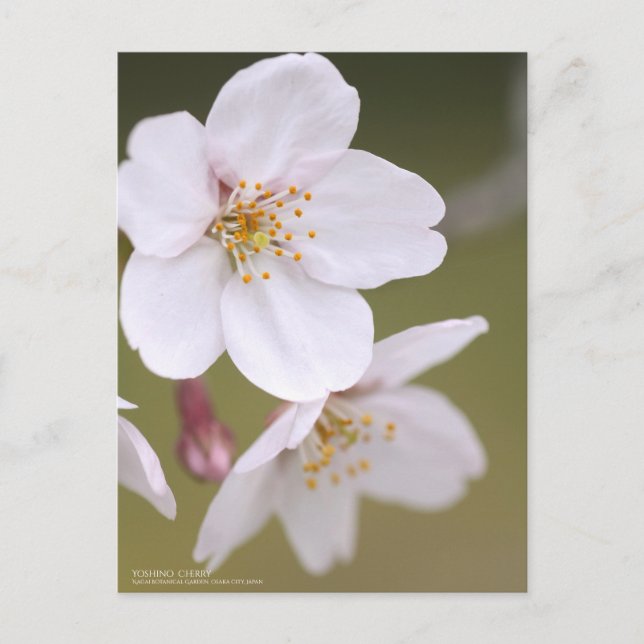 Yoshino Cherry：Postcard Postcard (Front)