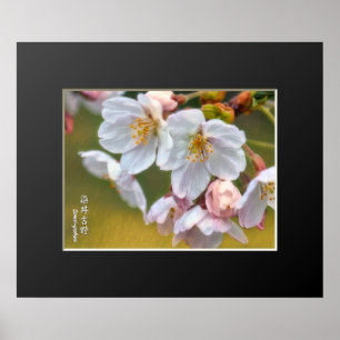 Yoshino Cherry Poster
