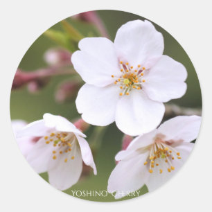 Yoshino Cherry：Seal Classic Round Sticker