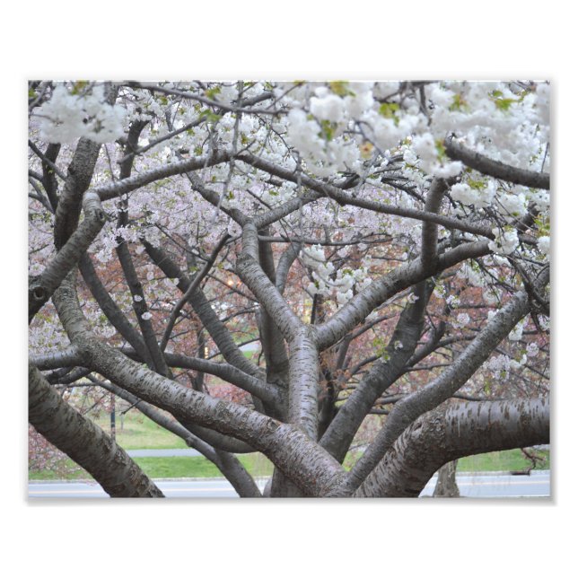 Yoshino Cherry Tree 8"x10" Photo Print (Front)