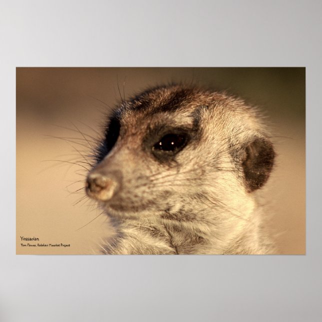 Yossarian Poster - Royal Whiskers Collection (Front)