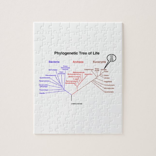You Are Here Phylogenetic Tree Of Life (Biology) Jigsaw Puzzle (Vertical)