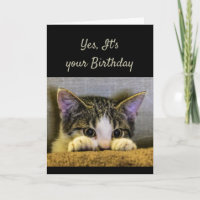 You can't Hide It's your Birthday Cute Kitten