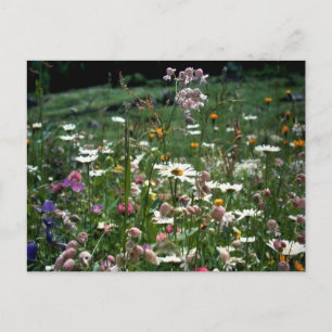 YOU DON'T HAVE TO UNDERSTAND LIFE'S NATURE POSTCARD