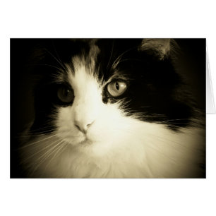 You had me at Meow Card