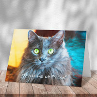 You Had Me at Meow Cute Grey Cat Photography Bold