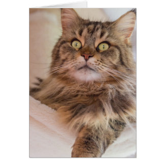 You have my attention! - Maine Coon cat card