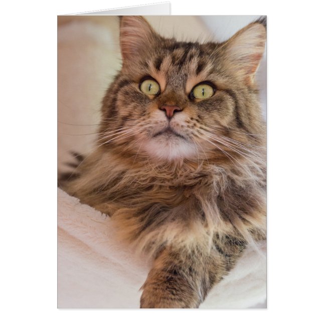You have my attention! - Maine Coon cat card (Front)