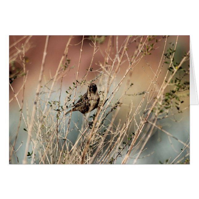 You looking at me? (Front Horizontal)