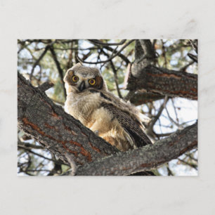 You Love My Eyes? - Postcard