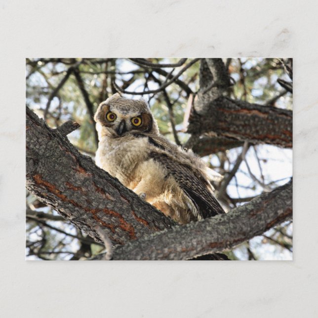 You Love My Eyes? - Postcard (Front)