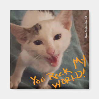 You Rock My World! kitten magnet