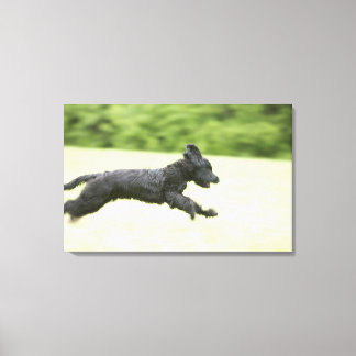 Young (5 months) black Briard (Berger de Brie), Canvas Print