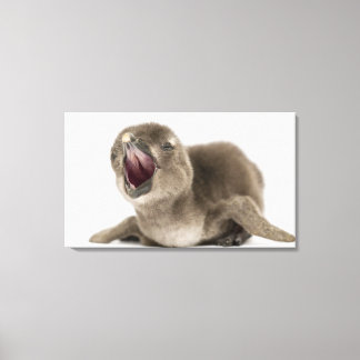 Young African Penguin - Spheniscus demersus. Canvas Print