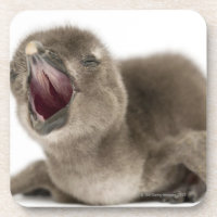 Young African Penguin - Spheniscus demersus.