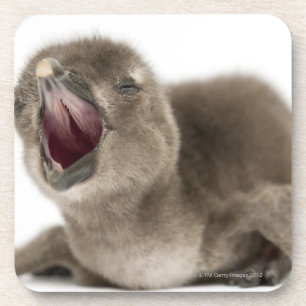 Young African Penguin - Spheniscus demersus. Coaster