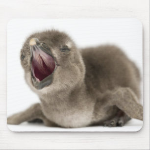 Young African Penguin - Spheniscus demersus. Mouse Pad