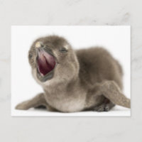 Young African Penguin - Spheniscus demersus.