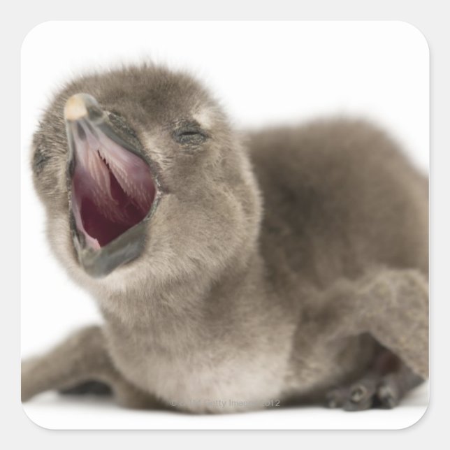 Young African Penguin - Spheniscus demersus. Square Sticker (Front)