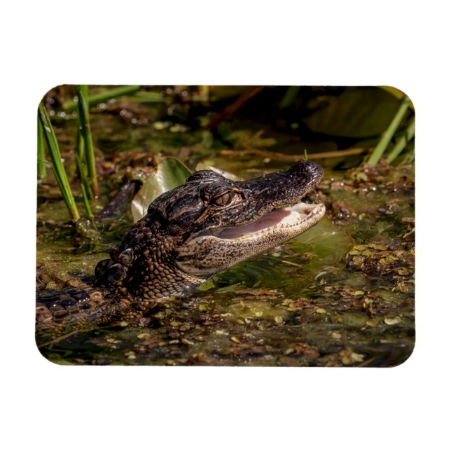 Young Alligator Magnet (Horizontal)