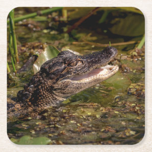 Young Alligator Square Paper Coaster