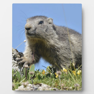 Young Alpine marmot Plaque