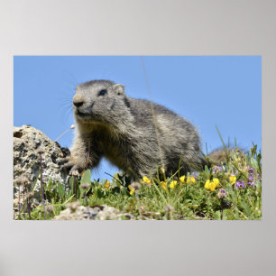 Young Alpine marmot Poster