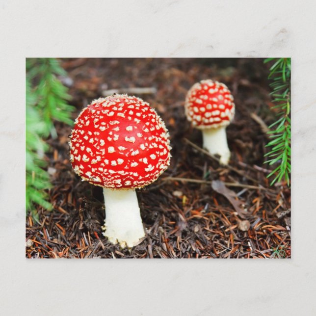 Young Amanita muscaria Postcard (Front)
