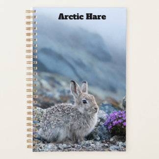 Young Arctic Hare Planner