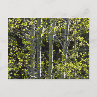 Young Aspen Trees Postcard