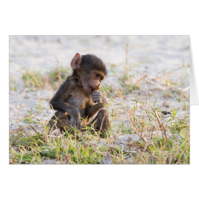 Young Baboon (Front Horizontal)