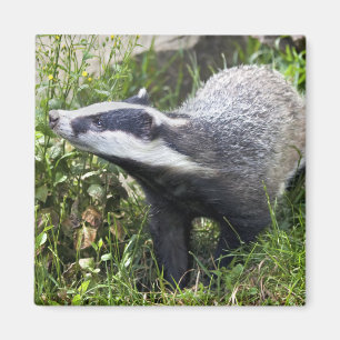 Young Badger Magnet