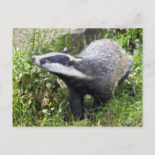 Young Badger Postcard