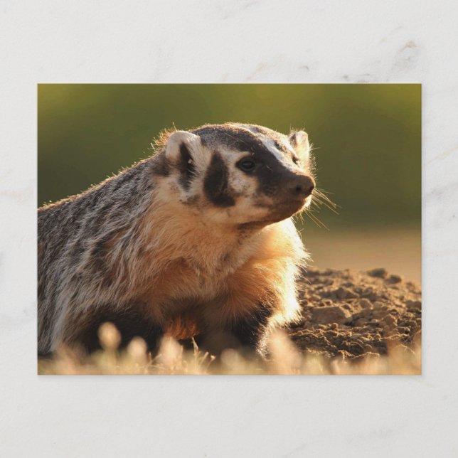 Young badger postcard (Front)