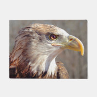 Young Bald Eagle Profile