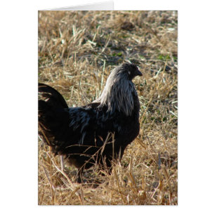 Young Bantam