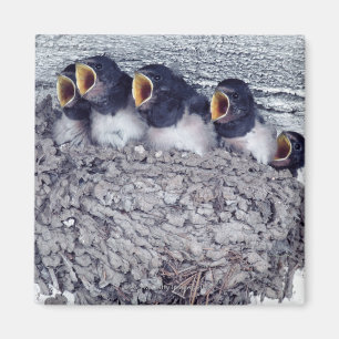 young barn swallows magnet