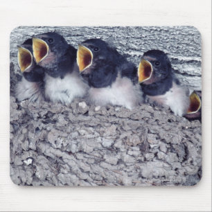 young barn swallows mouse pad