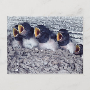 young barn swallows postcard