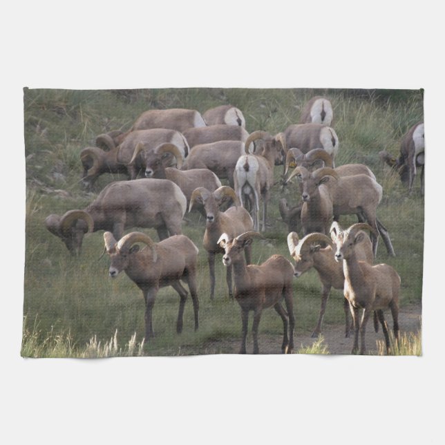 Young Bighorn Sheep Tea Towel (Horizontal)