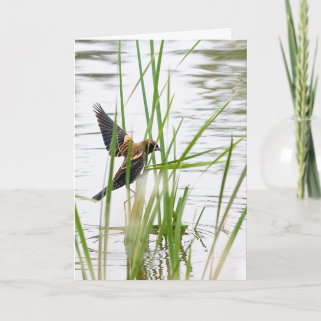 Young Bird in Flight Card (Front)