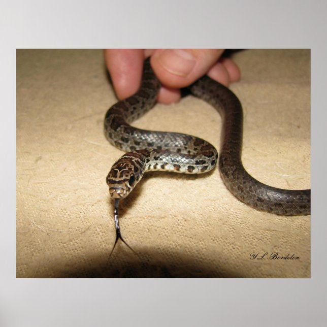 Young Black Racer Poster (Front)