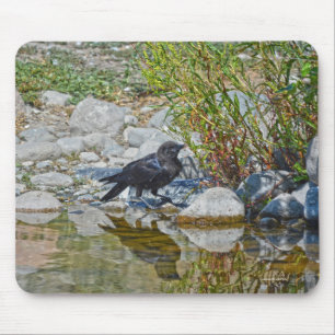 Young Black Raven Reflected in Pool Mouse Pad