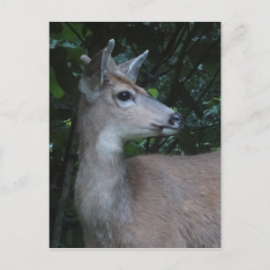 Young Black-Tailed Buck Postcard