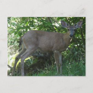 Young Black-Tailed Buck Postcard 02