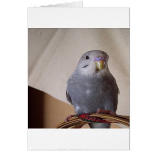 young blue budgie pillow